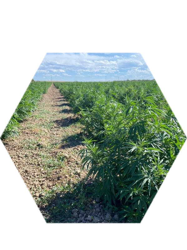 pHAZE Naturals CBD Growers in Colorado
